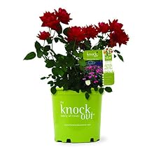 knockout;roses;