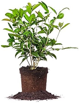 Perfect Plants Tea Olive Live Plant, 1 Gallon, Fragrant Osmanthus | Sweetly scented blooms perfume the whole yard, zones 8-11, glossy evergreen for privacy hedges, draws hummingbirds