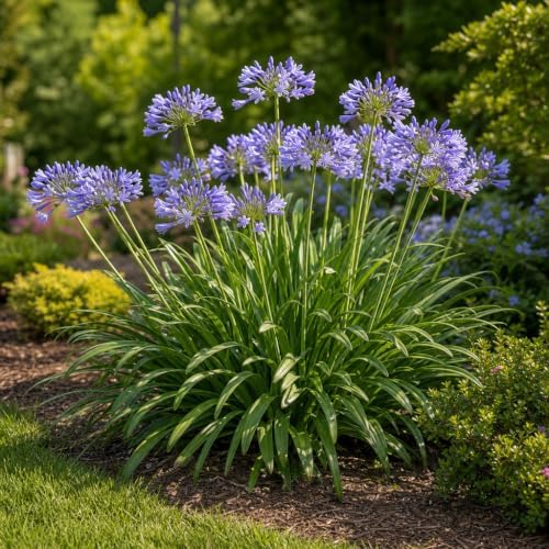 Blue Agapanthus Africanus Lily of the Nile | 30 Live Plants | Easy Care, Perennial Blooms, Attracts Pollinators, Drought Tolerant, Garden Borders, Ornamental Foliage, Summer Flowers