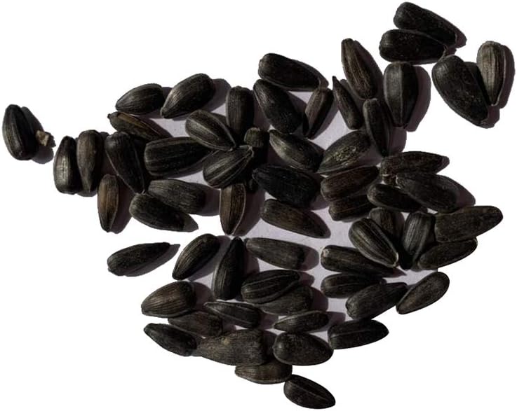 15 Iris Tectorum Rose Sunflower Seeds to Plant – Pink Sunflowers, Edible Flower Seeds