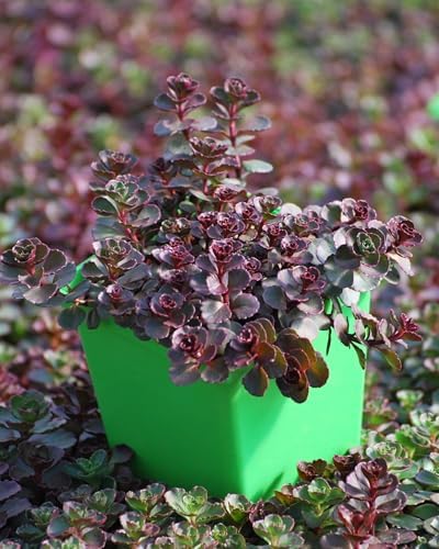 Perennial Farm Marketplace Sedum spurium 'Voodoo' (Stonecrop) Groundcover, 1 Quart, Rosy Red Flowers