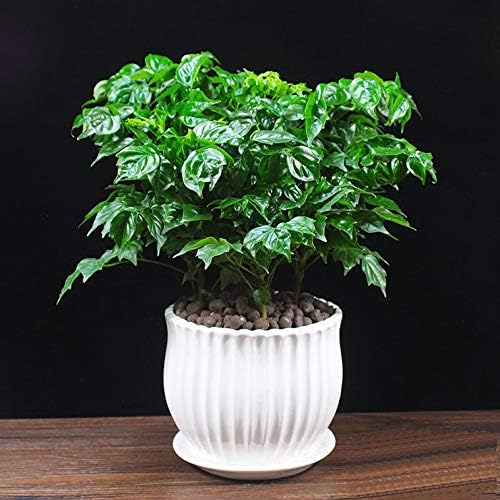 Yesland 3 Pack Ceramic Planter Pots, 3.9"/5.3"/6.7" Modern Round Flower Pots with Drainage Holes & Saucers, Small Indoor Planters for Succulent Cactus