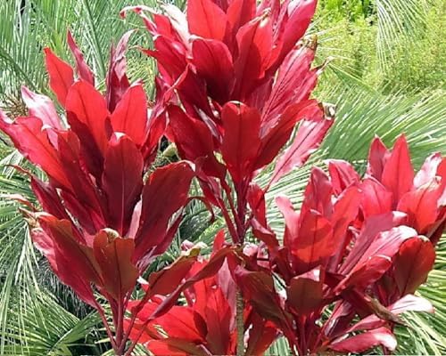 HAWAIIAN RED TI LEAF PLANT 2 LOGS ~ GROW HAWAII