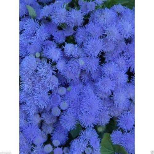 Flossflower Seeds,Garden Ageratum, Ageratum Mexicanum Blue Mink, Blueweed !