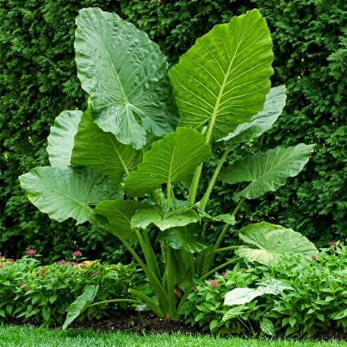 Giant Elephant Ear (3 Bulbs) Colocasia Esculenta - Beautiful Bulbs,tropical