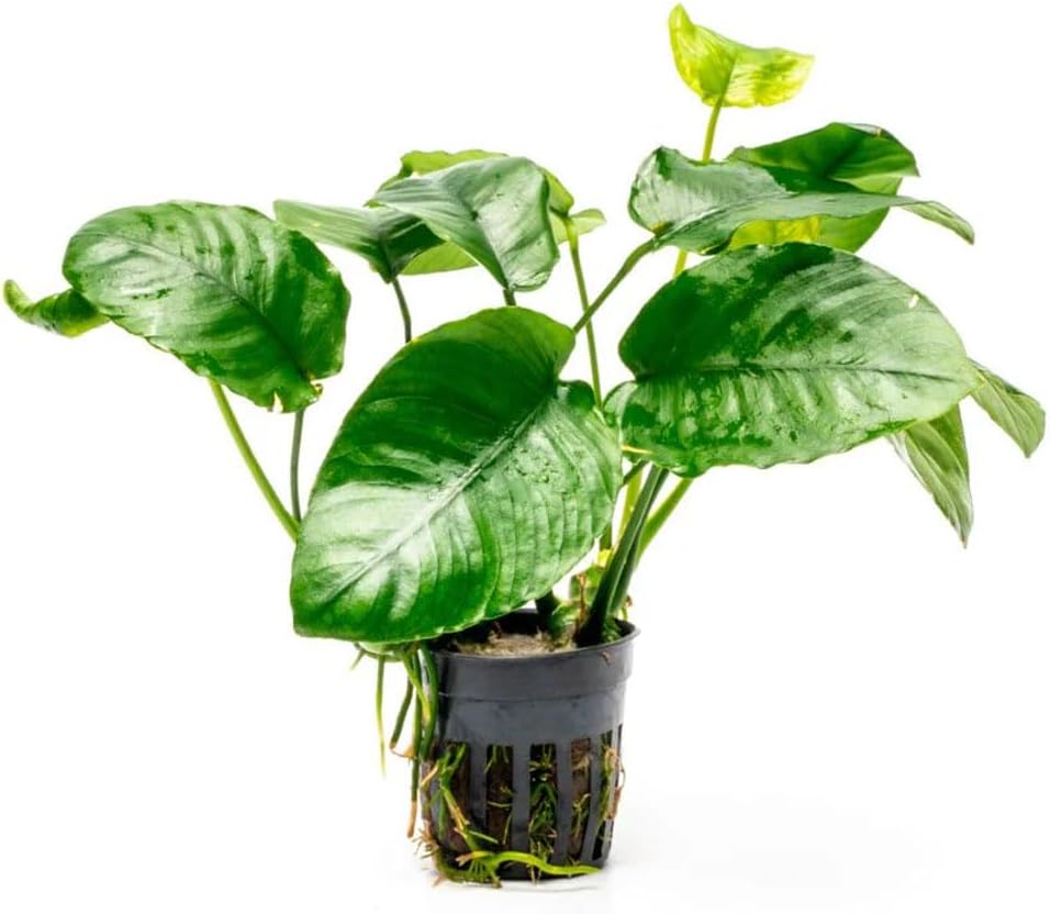 Anubias Nana Live Aquarium Plants - Potted Freshwater Plant for Fish Tanks, Terrariums - Beginner Friendly Low Light (1 Pot)