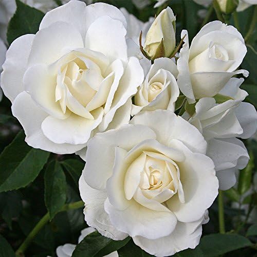 Heirloom Shrub Roses, Live Own Root Plant, Iceberg®