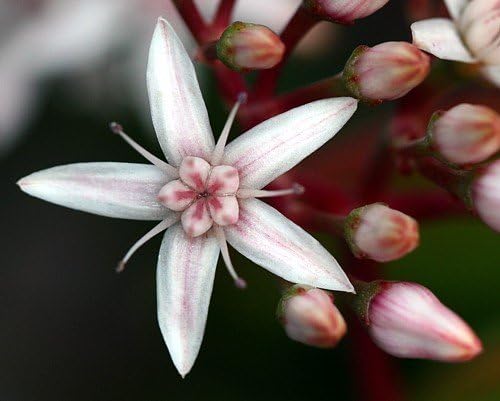 Jade Plant - Crassula Ovuta - Easy to Grow