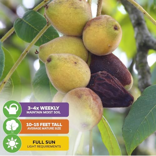 Chicago Hardy Fig Tree (1-Pack) Live Starter Plant by Wellspring Gardens | Ficus carica | Hardy & Fruitful | Ideal for Gardens | Purple-Skinned Fig | Edible Landscape Plant | Food forest