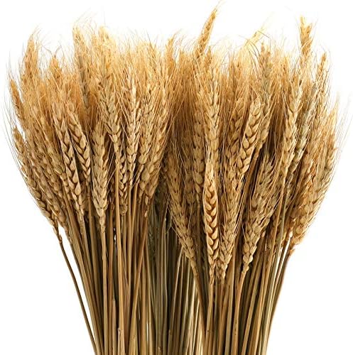 Yarlung 300 Stems Dried Wheat Stalks, 16 Inch Natural Wheat Sheaves Fall Arrangement for DIY Craft, Home Table, Wedding Decor