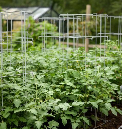 Burpee Medium Heavy Gauge Tomato Cage | 3 Cages for Plant Support in Garden | 14" x 14" x 48" | Made in The USA| Grow Healthier