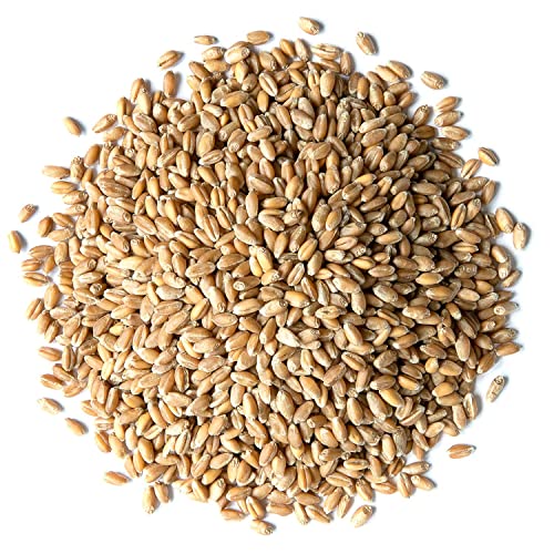 Food to Live Hard Red Wheat Berries, 3 Pounds – Sprouting for Wheatgrass, Kosher, Raw, Vegan, Bulk