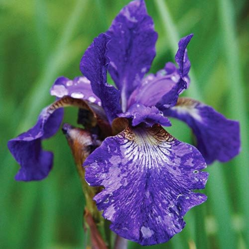 Caesars Brother Blue Siberian Iris Flower Bulbs - 5 Roots per Pack - Deer Resistant - Good as Cut Flowers - Naturalizing - Perennializing - Easy to