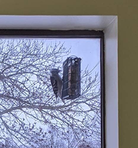 Wildlife Sciences Window Suet Feeder Cage Suet Cake Combo for Wild Birds | includes 1 Window Feeder and 11 ounce Peanut Suet Cake