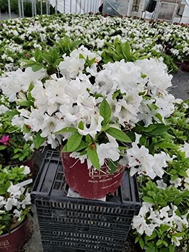 Azalea Encore Autumn Lily (Reblooming Azalea) Shrub, RB white/blush, #3 - Size Container