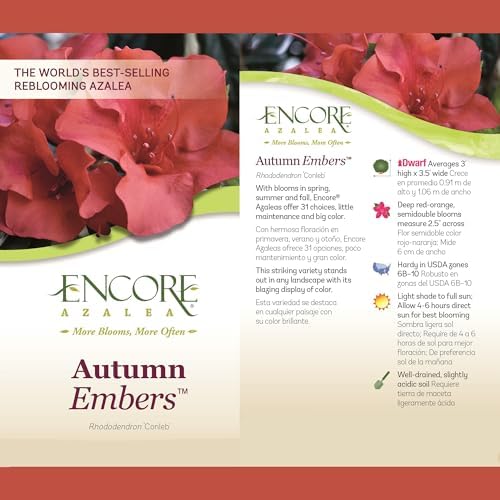 Encore Azalea Embers Azalea, 2 Gal, Red