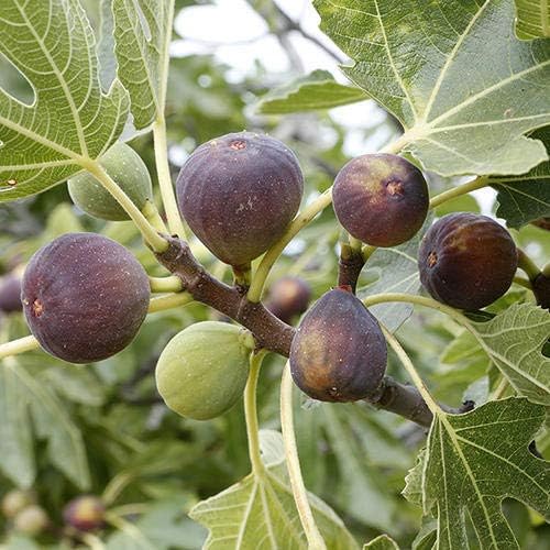 Ficus "Celeste" Fig Tree live plant cold hardy