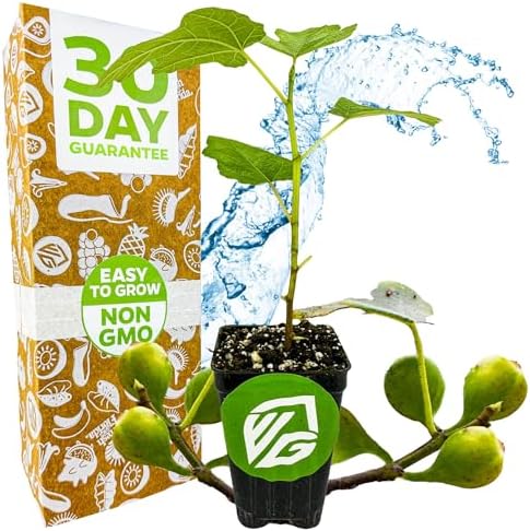 Olympian Fig Tree Live Plant - Ficus carica by Wellspring Gardens - Starter Plant Ideal for Gardens & Containers - Great for Indoor Houseplants, Outdoor Landscaping & Garden Planting