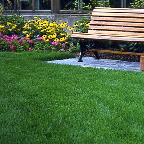 Outsidepride Legacy Fine Fescue Grass Seed Mix - 10 lbs. Shade & Sun Tolerant Blend of Hard, Chewings & Creeping Red with OptiGrowth Coating for Better Establishment