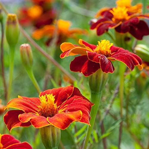 Park Seed Whopper Mix Marigold Flower Seeds – Giant 4-Inch Double Blooms in Yellow, Gold & Orange, Compact and Weather-Resistant Plants, Easy to Grow for Beds or Containers – Pack of 25
