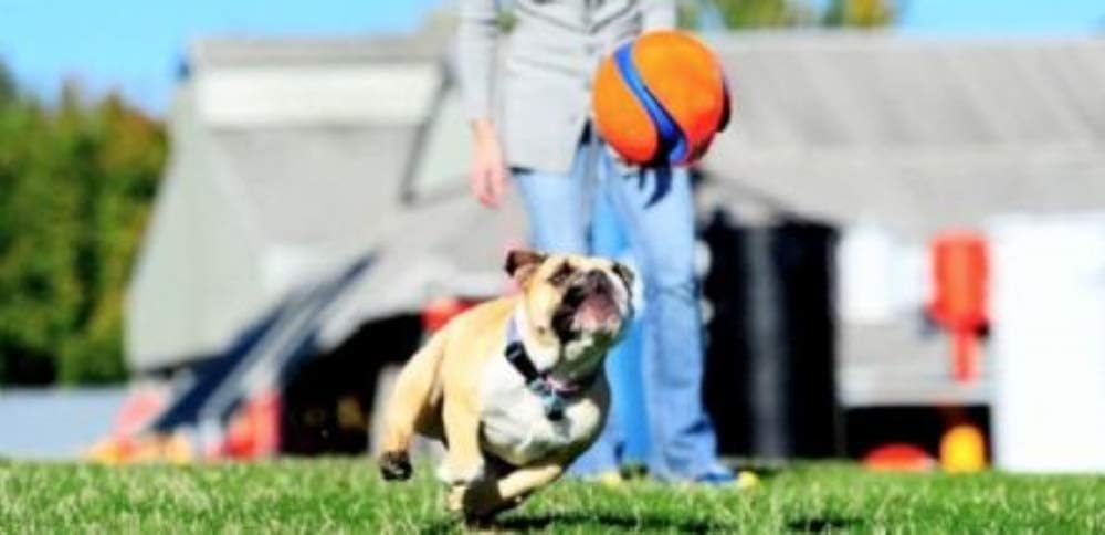Chuckit! Kick Fetch Ball Dog Toy, Floats in Water, Large 8 Inch Diameter | Durable rubber and foam build, interactive play design, great for pool or lake sessions, built for big breed dogs each day