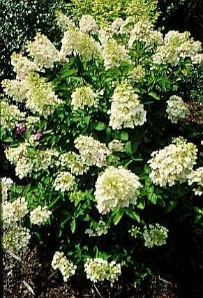 Unique Hydrangea Paniculata - Live Plant Shipped 2 Feet Tall by DAS Farms