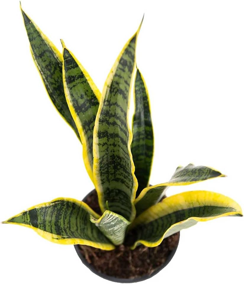 American Plant Exchange Snake Plant – Medium 6-Inch Pot Yellow Sansevieria Trifasciata, Drought-Tolerant, Air-Purifying Live Houseplant for Home