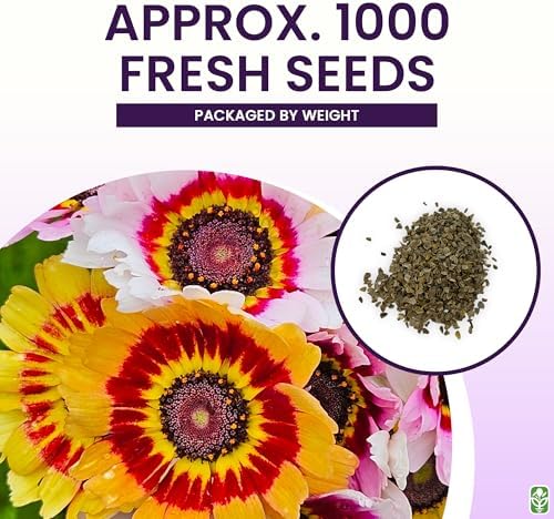 2500 Rainbow Painted Daisy Seeds - Former Wildflower Tamed as a Colorful Sunny Annual and Cut Flower