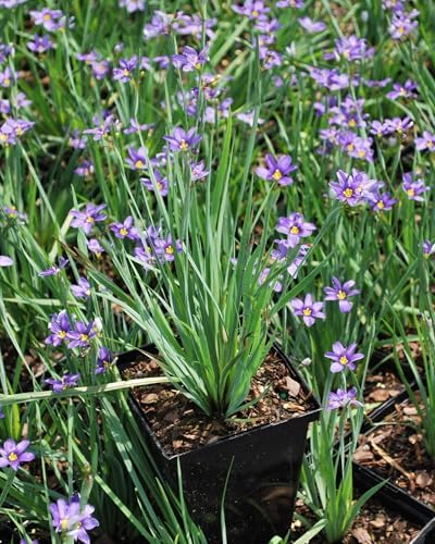 Perennial Farm Marketplace Sisyrinchium angustifolium ‘Lucerne’ (Blue-Eyed Grass) Native Live Perennial, Size-Quart, Blue Spring to Summer Flowers