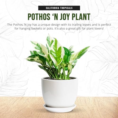 California Tropicals Pothos 'N Joy - 4" Live Plant - Variegated White and Green Leaves - Easy to Care for - Perfect for Home Decor, Gifts