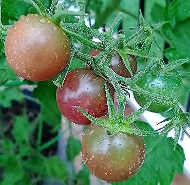 Earth Pods® Organic Tomato Fertilizer Spikes with Calcium, 100 Capsules | Cal mag for tomato & pepper plants, strong stems & healthy fruit set
