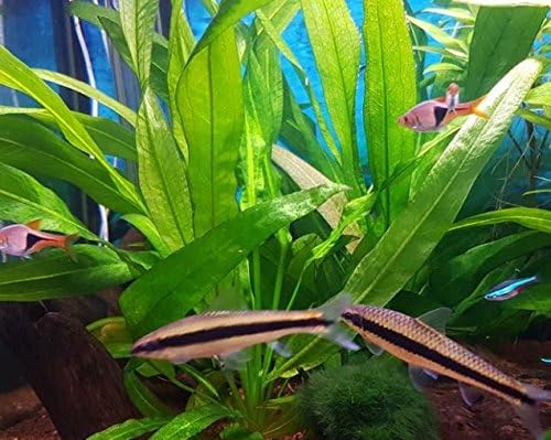 Amazon Sword Plant Echinodorus Bleheri Tall Bunch Live Aquarium Plants Freshwater Planted Tank Decorations by Mainam