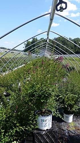 Proven Winners - Syringa x Bloomerang Dark Purple (Reblooming Lilac) Shrub, dark purple flowers, #3 - Size Container