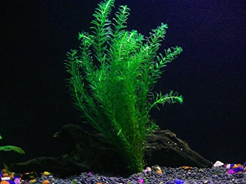 10 Species Live Aquarium Plants Package - Microsorum Java Fern, Swords, Vallisneria and More!