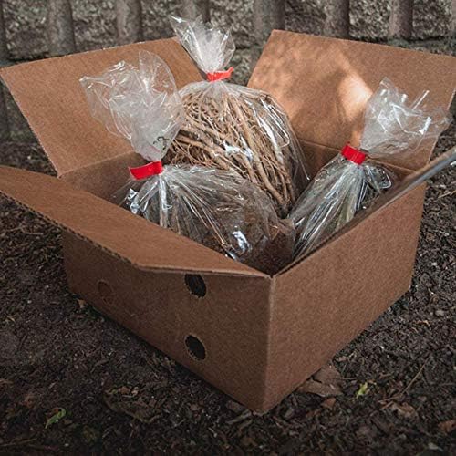 Great Deal - Ultimate Hosta Garden Collection 6-Pack of Bare Roots Hardy Mixed Heart-Shaped Hosta Rich Green Foliage, Low Maintenance