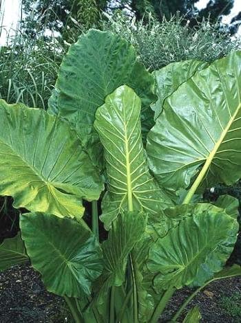 2 Upright Elephant Ear Bulbs- Nice Bulbs!