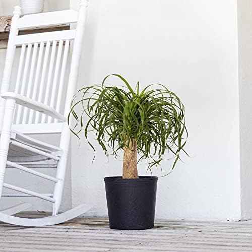 Ponytail Palm Live Plant by United Nursery Indoor House Plant for Home, Patio, or Office Decor (Plant Pot, 10-inch Pot)