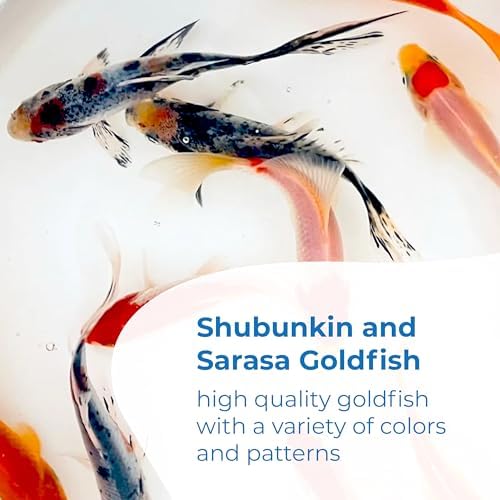 Toledo Goldfish Live Shubunkin and Sarasa Goldfish Combo, Live Fish with a Variety of Colors and Patterns - Perfect for Ponds, Tanks, and Aquariums - 3-4 Inches, 3 of Each, 6 Total Count