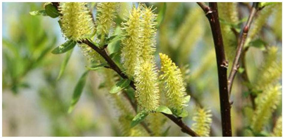 Brighter Blooms - Weeping Willow Tree, 4-5 ft. - No Shipping to AK, AZ, HI