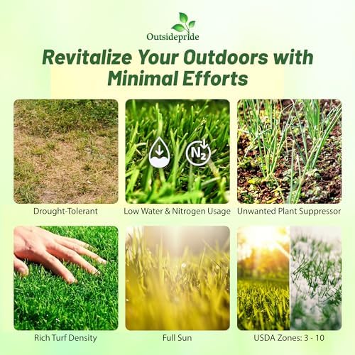 Outsidepride Perennial Buffalo Grass Seed - 2 lbs Heat & Drought Tolerant, Low Maintenance, Warm Season Dense Turf Grass Seed for Lawn, Xeriscape Landscaping, & Roadside Planting
