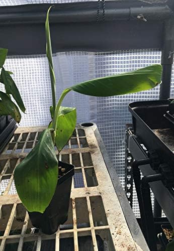 Pisang Raja Banana Plant -"King of Bananas" - Live Banana Plant