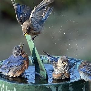 Meet the Birds: 25 Kinds of Birds to See, Hear, and Learn About