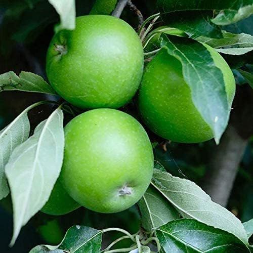 Fuji Apple Tree - Grow Fresh Fruit - Live Plant Shipped 3 Feet Tall by DAS Farms