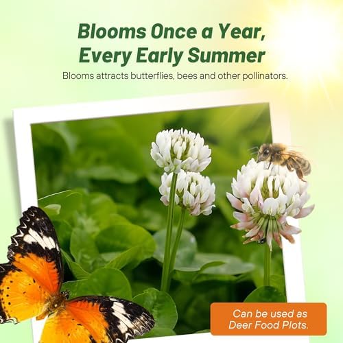 Outsidepride Perennial White Dutch Clover Seed - 5 lbs. Nitrocoated, Inoculated for Lawn Alternative, Erosion Control, Food Plots, Ground Cover, & Pasture Mixtures in USDA Zones 3-10