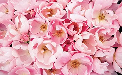 Green Promise Farms Rosa `Double Knock Out` (Reblooming) Rose, 3 Size Container, pink flower
