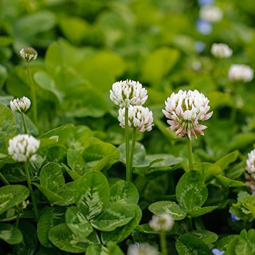 Outsidepride Perennial White Dutch Clover Seed - 5 lbs. Nitrocoated, Inoculated for Lawn Alternative, Erosion Control, Food Plots, Ground Cover, & Pasture Mixtures in USDA Zones 3-10