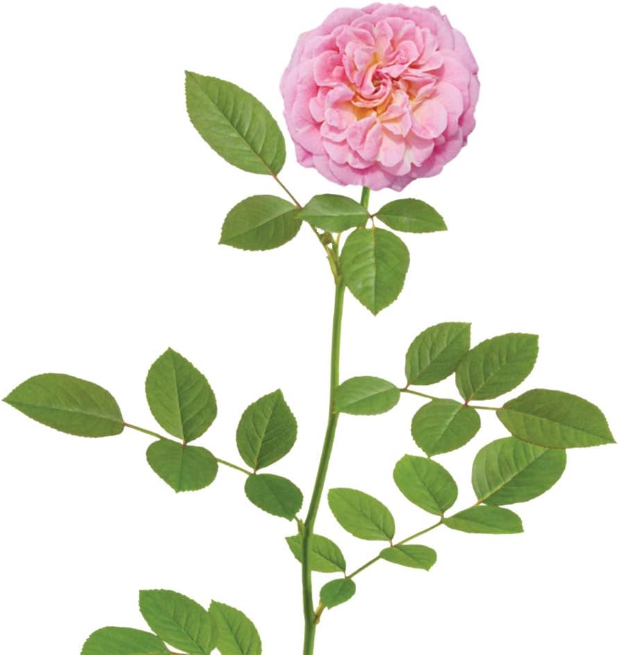 Perfect Plants Sweet Drift Rose Live Plant, 1 Gallon, Pink Ground Cover | Baby blush blooms 8 to 9 months a year, zones 5-10, low mounding perennial, drought tolerant and winter hardy