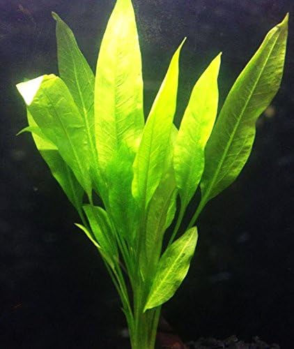 Amazon Sword Plant Echinodorus Bleheri Tall Bunch Live Aquarium Plants Freshwater Planted Tank Decorations by Mainam