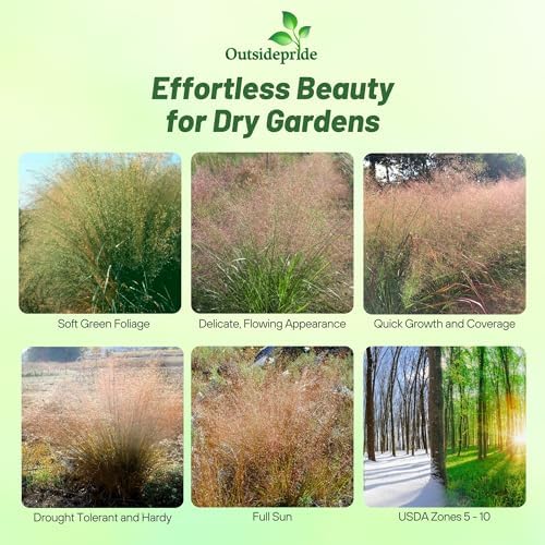 Outsidepride 500 Seeds Perennial Eragrostis Spectabilis Ornamental Love Grass Seed for Planting