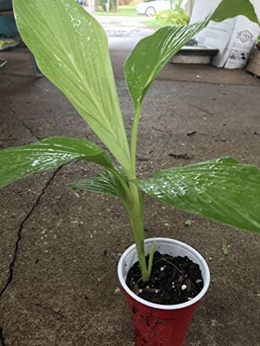 Organic Turmeric Plants Grow at Home Fresh Curcumin Make Your Own Powder